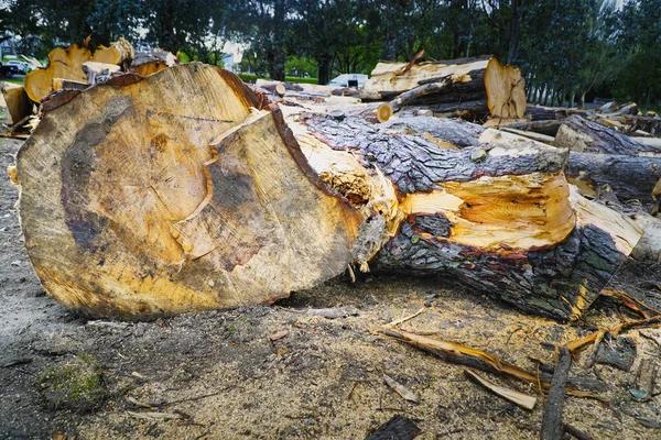 Expert Shelton WA Tree Removal for Dangerous and Damaged Trees