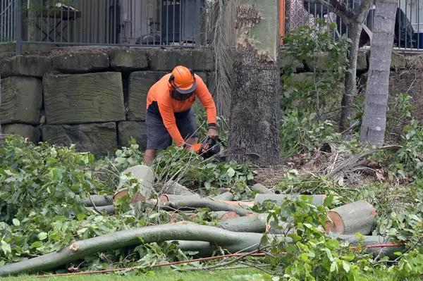 Affordable and Professional tree service near me Options